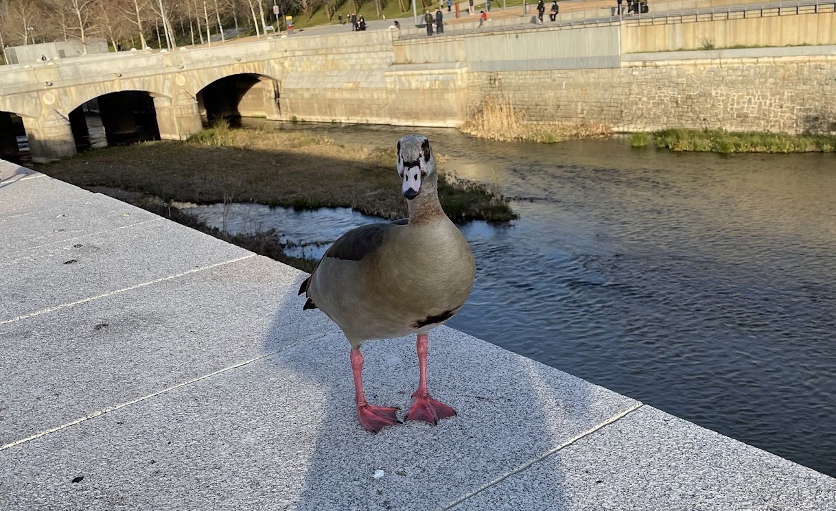Coxas, alemães e Alexandre o Grande